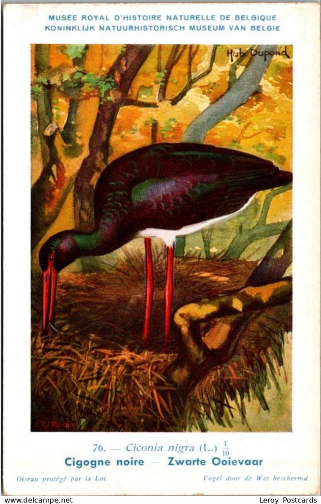 Zwarte Ooievaar / Black stork – Nº 76 – (KBIN / IRSNB), Verzamelen, Verzenden, 1940 tot 1960, Ongelopen, Vogel