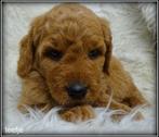 Labradoodle F4 medium pups, Nederland, Parvo, Overige rassen, 8 tot 15 weken