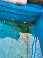 Goudzeelt, de dokters vis van de vijver, bezorgen mogelijk, Overige soorten