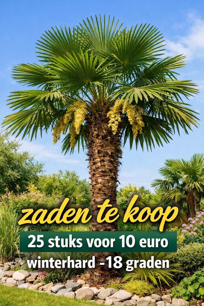 Winterharde Trachycarpus Fortunei Palmboom Zaden - 25 stuks, Ophalen of Verzenden, Gehele jaar, Volle zon, Zaad