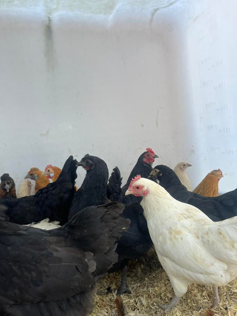 Verschillende soorten diverse kippen te koop, Dieren en Toebehoren, Pluimvee