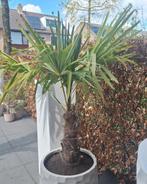 Prachtige gezonde palm winterhard trachycarpus fontunei, Ophalen, Bloeit niet, Overige soorten, Volle zon