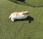 Konijn met hok en toebehoren, Zo goed als nieuw, Konijn, Hok, Ophalen