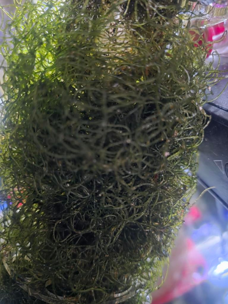 Chaeto wier, Dieren en Toebehoren, Vissen | Aquaria en Toebehoren, Ophalen of Verzenden