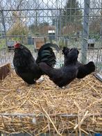 Antwerpse baardkriel, Vrouwelijk, Kip