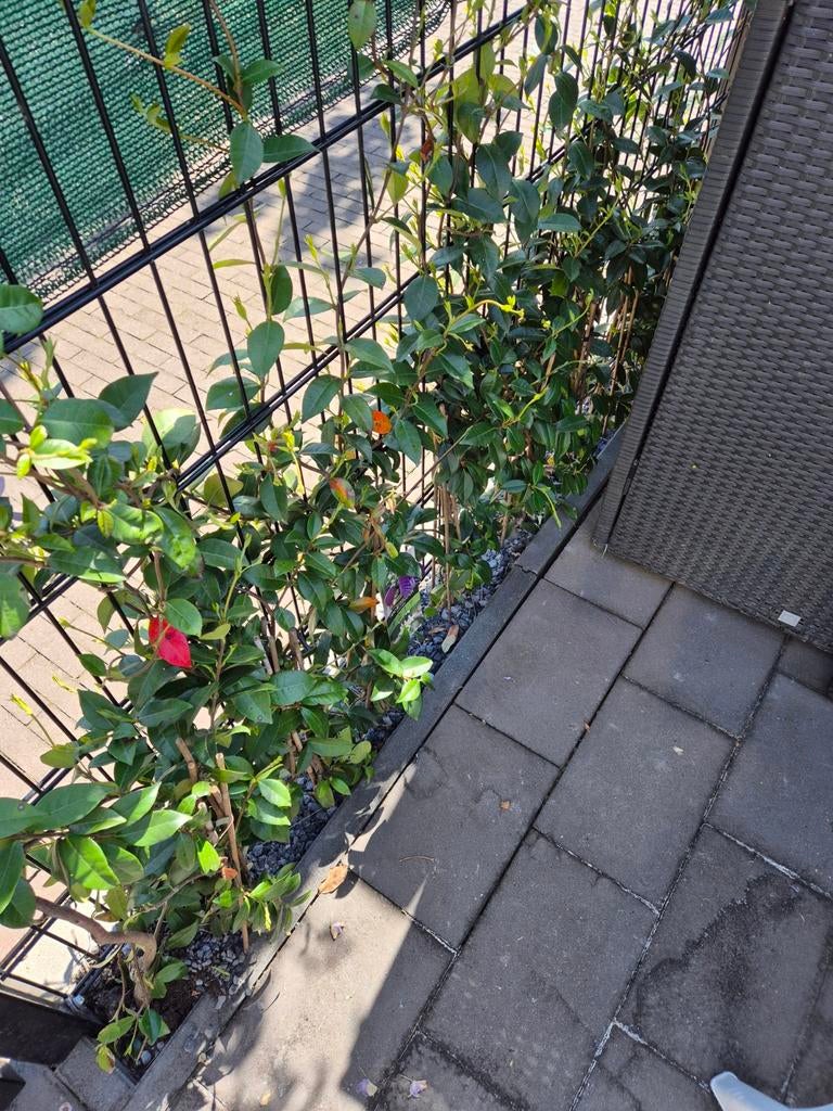 8 x Trachelospermum jasminoides Jasmijn, Ophalen, Overige soorten, Volle zon