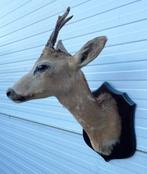 OPRUIMING: opgezet kopje REEBOK (gewei), Ophalen of Verzenden, Gebruikt, Hert, Opgezet dier