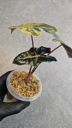 Alocasia Pseudo Sanderiana Aurea Variegata, Ophalen of Verzenden, Halfschaduw, Minder dan 100 cm