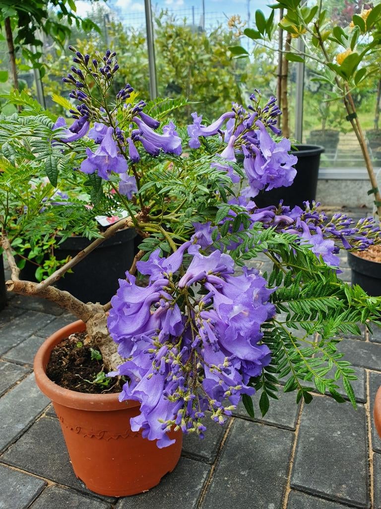 Jacaranda mimosifolia Bonsai Blue / (Sakai pbr 01) uniek‼️ ‼, 100 tot 250 cm, Zomer, Ophalen, Volle zon