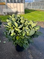 Premium boeren hortensia’s, Tuin en Terras, Ophalen, Hortensia, Minder dan 100 cm