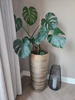 Monstera plant in hoge pot goud, Ophalen, Rond, Minder dan 30 cm