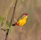 Goudbuikjes te koop, Dieren en Toebehoren, Vogels | Overige Vogels, Mannelijk