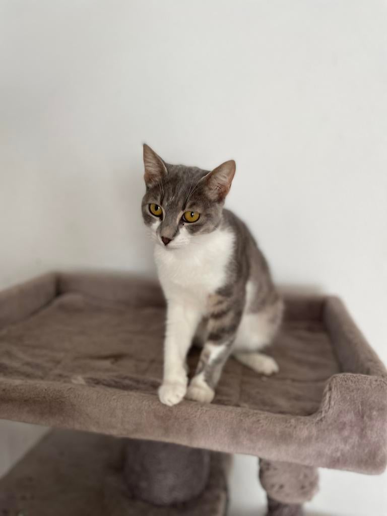 Polina 8 mnd oud poesje bij gastgezin in amsterdam, Dieren en Toebehoren, Poes