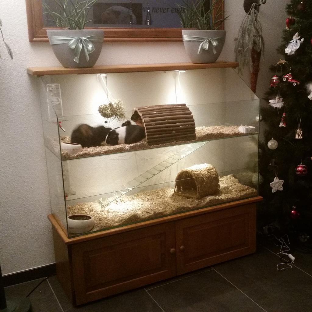 Glazen caviaflat met eiken kast, Dieren en Toebehoren, Ophalen, 60 tot 90 cm, Hok, Cavia