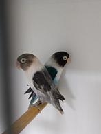 Koppel personatas, Meerdere dieren, Dwergpapegaai of Agapornis, Geringd