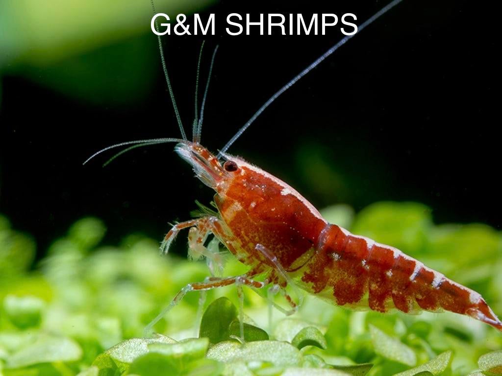 neocaridina vuurgarnaal, Dieren en Toebehoren, Vissen | Aquariumvissen, Kreeft, Krab of Garnaal