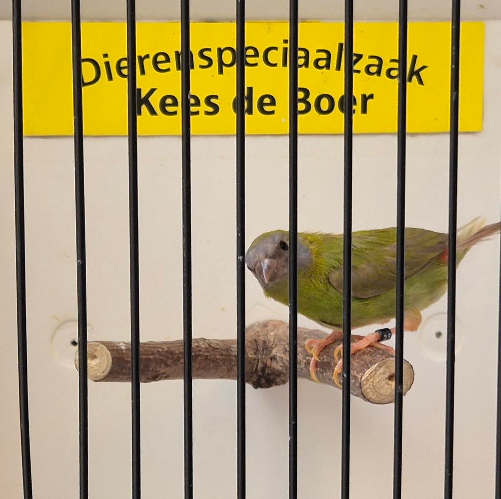 Cinamon driekleur papegaaiamadine pop, Vrouwelijk, Geringd