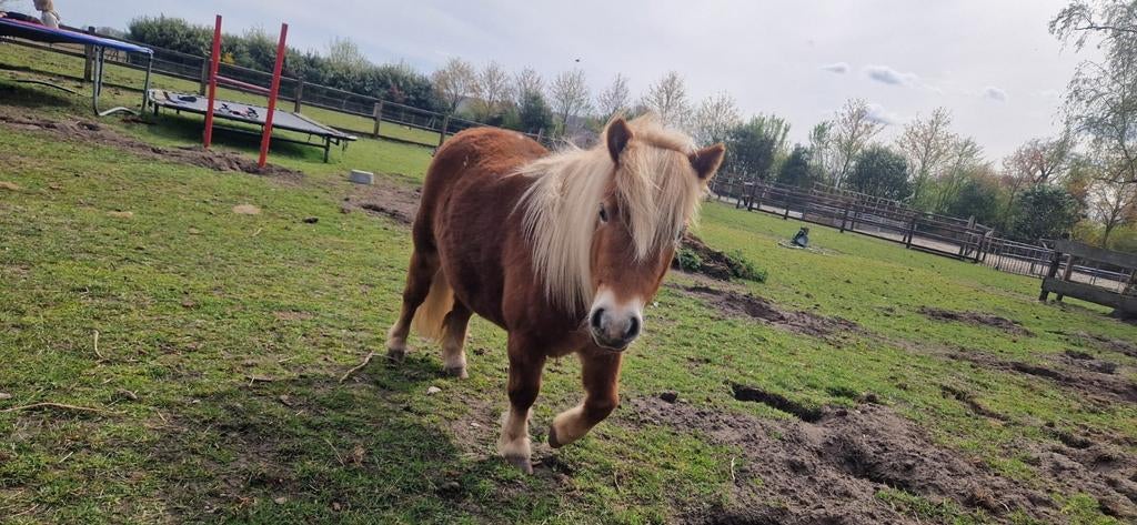 2 merrie Shetlanders, moeder & dochter, Merrie, A pony (tot 1.17m), Gechipt