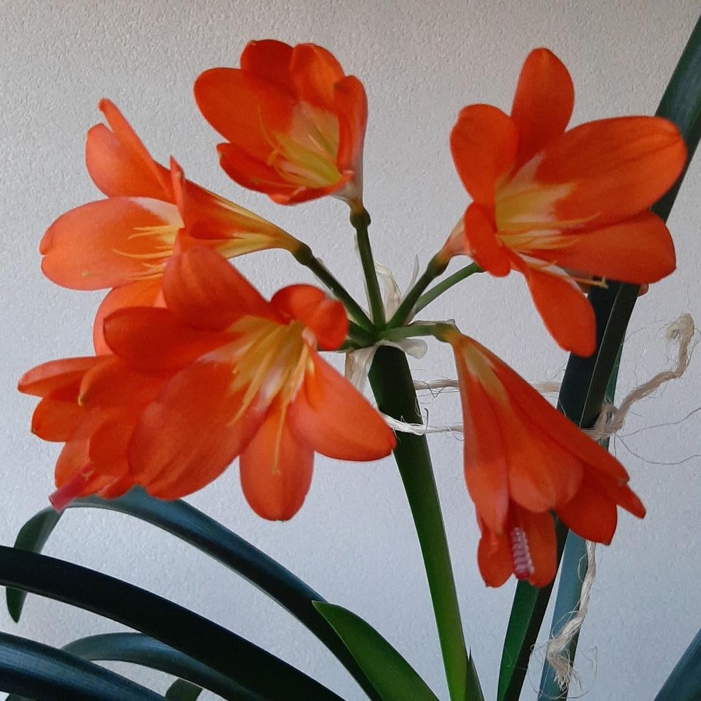 Clivia Sunset Red, een donkeroranje tot rode bloem, Bloeiende kamerplant, Ophalen, Volledige schaduw, Minder dan 100 cm
