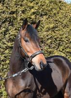 Superknappe lieve 7 jarige d pony merrie, Dieren en Toebehoren, Pony's, Merrie, Met stamboom, Dressuurpony, M