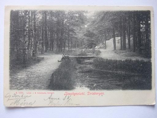 P210 Driebergen - Boschgezicht - 1906, Verzenden, Voor 1920, Gelopen, Utrecht