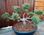 Bonsai "Pinus Parviflora Negishi", Ophalen, Bloeit niet, Halfschaduw, Overige soorten