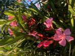 Oleander  formaat XL, Ophalen, Volle zon