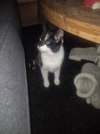 Kitten Winnie ( geboren 02-08-2025), Dieren en Toebehoren, Poes