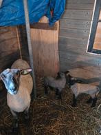 2 stelletjes hampshire down schapen, Meerdere dieren, Schaap, 0 tot 2 jaar