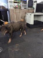 aangeboden  mijn zeer lieve en trouwe hond, 6 jaar of ouder, Teef, Eén hond, Nederland