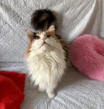 Lieve Maine Coon poes voor herplaatsing, Poes, Gechipt, 3 tot 5 jaar