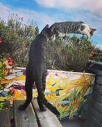 Kenji & Tokyo zoeken samen een nieuw thuis, Dieren en Toebehoren, Kater, Kortharig, 6 jaar of ouder