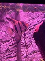 2 volwassen redback maanvissen, Vis