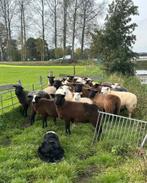 Gezocht  weides  om. Schapen  te laten grazen, Vrouwelijk, Schaap