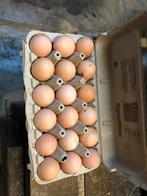 Broedeieren van de amarok kip groot, Dieren en Toebehoren, Ophalen of Verzenden, Overige typen