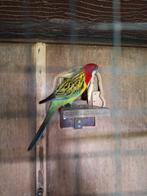 Goudmantel rosella, Mannelijk, Parkiet