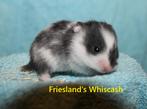 🐹Stamboom Syrische hamster / goudhamster van hobbyfokker, Dieren en Toebehoren, Hamster, Februari, Meerdere dieren, Tam