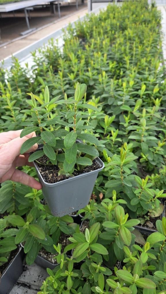 Hypericum Calycinum - Sint Janskruid - uniek - vaste plant, Bodembedekkers, Vaste plant, Ophalen of Verzenden, Bloeit niet