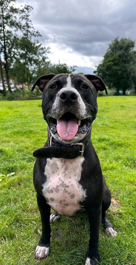 Vito Amerikaanse Stafford 8 jaar, Dieren en Toebehoren, Honden | Jack Russells en Terriërs, 6 jaar of ouder, Reu, American Staffordshire Terriër