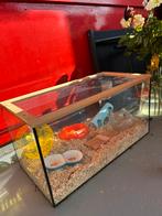 Hamsterkooi glas, Kooi, Gebruikt, Muis, Minder dan 75 cm