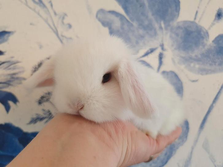 Engels Minilop Dwerghangoor konijntje, Dieren en Toebehoren, Konijnen, Dwerg, Meerdere dieren, Hangoor