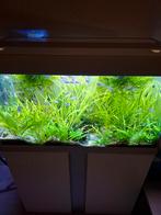 Vallisneria nana, Dieren en Toebehoren, Vissen | Aquaria en Toebehoren, Ophalen of Verzenden, Zo goed als nieuw, Plant(en), Steen of Hout