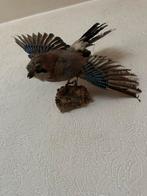 Opgezette vlaamse gaai, Ophalen, Gebruikt, Vogel, Opgezet dier