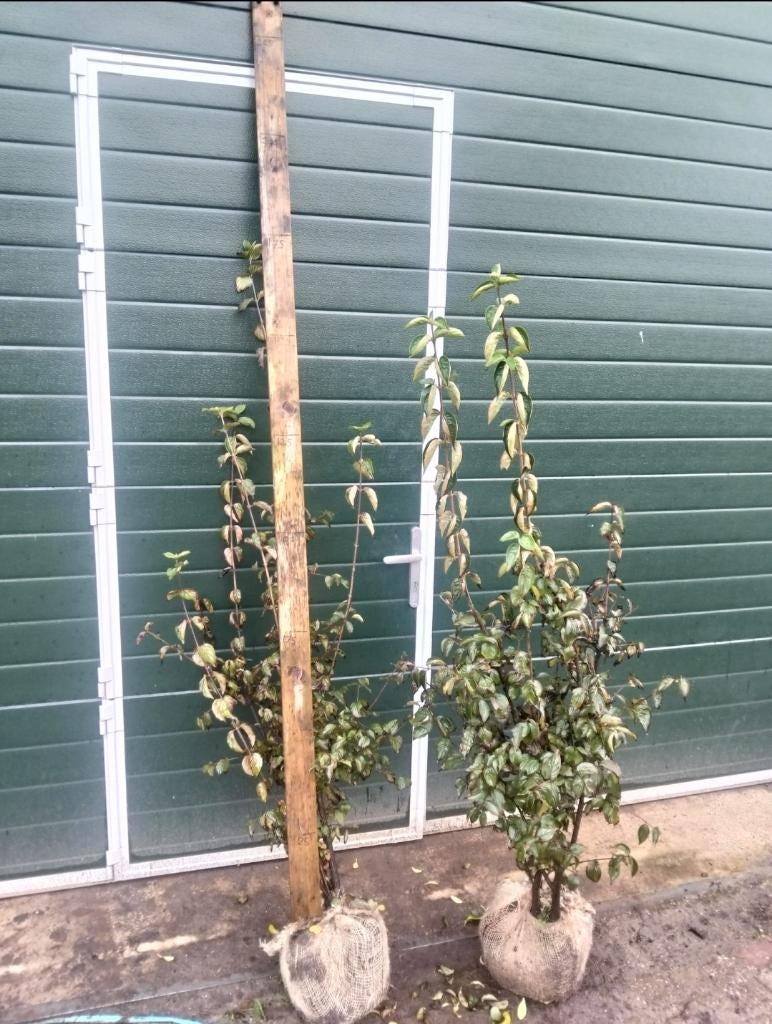 Cornus mas (Gele kornoelje), Ophalen, Overige soorten, 100 tot 250 cm