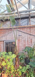 Strelitzia Augusta - Paradijsvogelplant, Tuin en Terras, Planten | Tuinplanten, Ophalen, Bloeit niet, Overige soorten