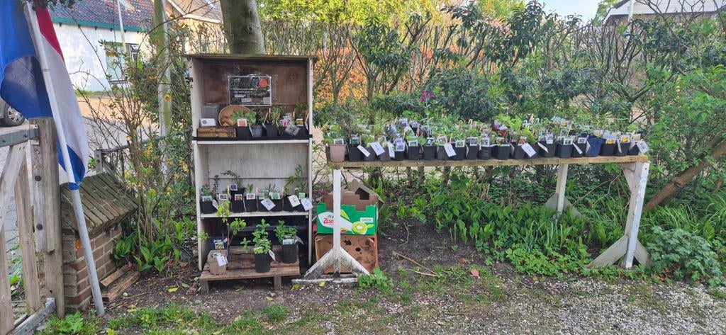 100% Biologische opgekweekte tuinplanten, Ophalen, Overige soorten, Volle zon
