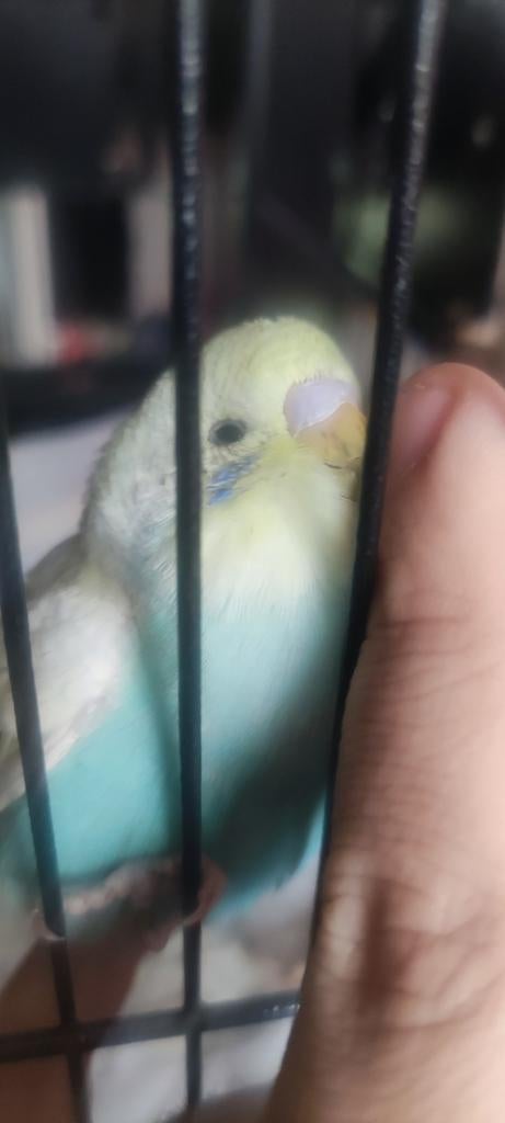 Op zoek naar jonge grasparkieten, Dieren en Toebehoren, Vogels | Parkieten en Papegaaien