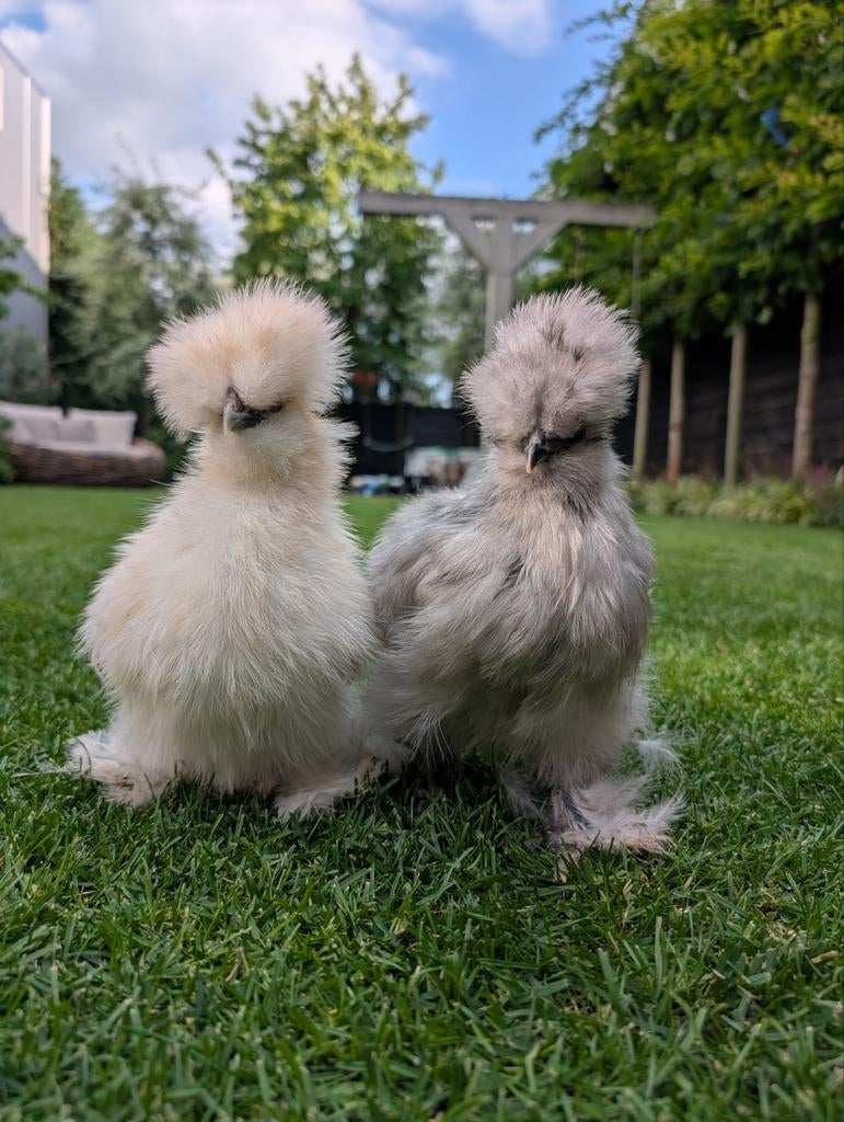2 amerikaanse usa zijdehoen hanen, Meerdere dieren, Kip