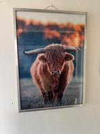 Schotse hooglander in fotolijst, Ophalen, Oorspronkelijke maker, Zo goed als nieuw, Foto of Poster