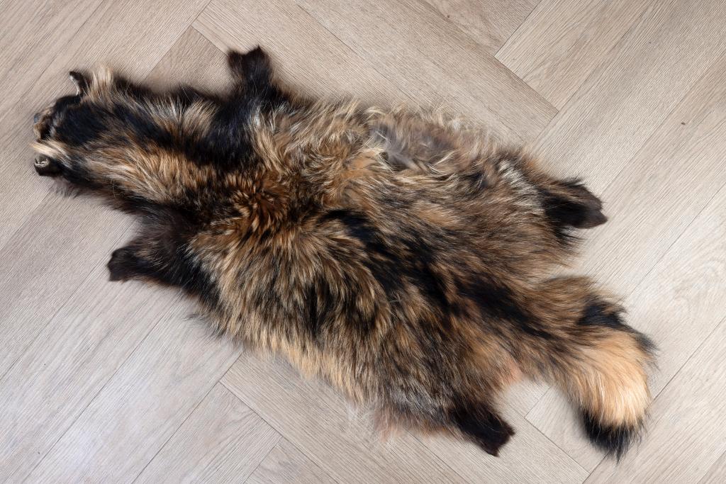 Marterhond Taxidermie, Ophalen of Verzenden, Zo goed als nieuw, Overige soorten, Opgezet dier
